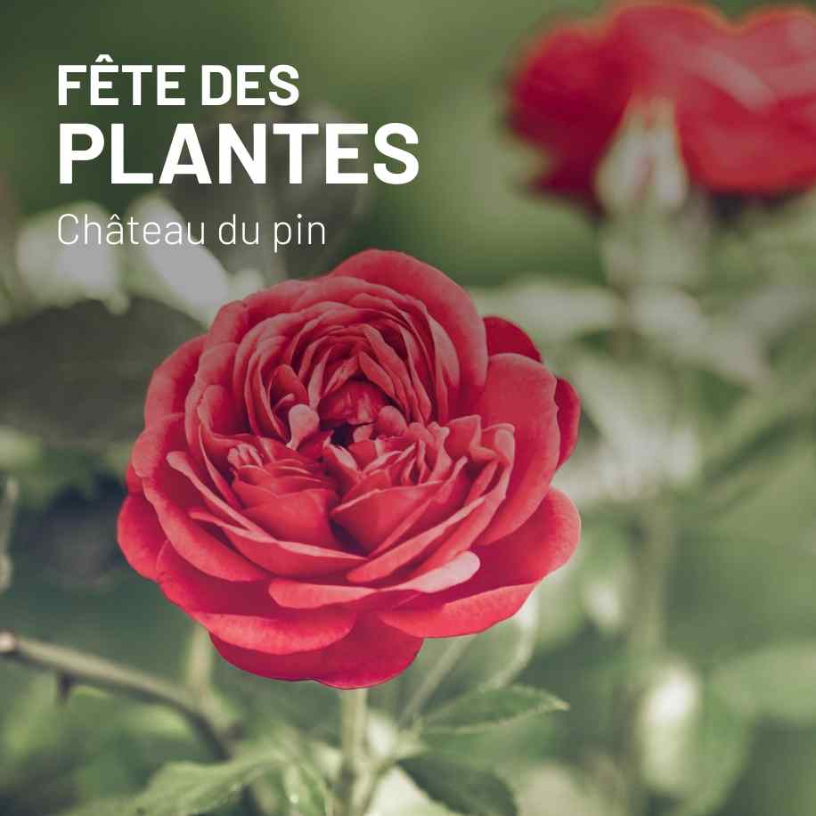 Fête des plantes au château du pin