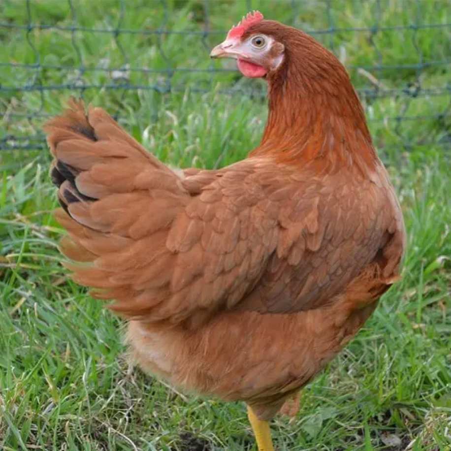 À quelle hauteur peut sauter une poule ?