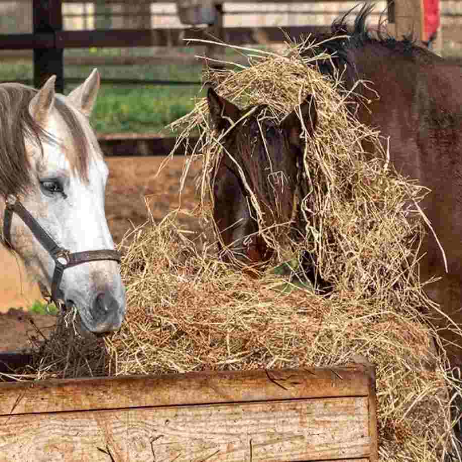 gaspillage foin chevaux