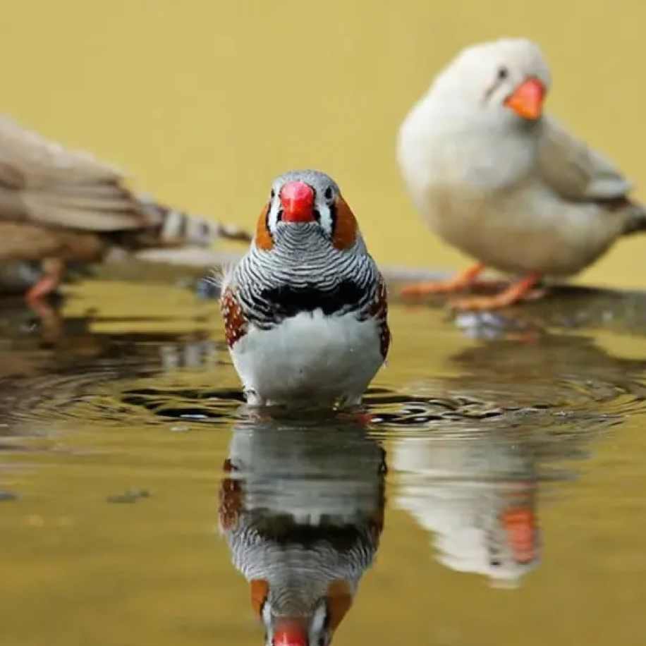 oiseaux volière
