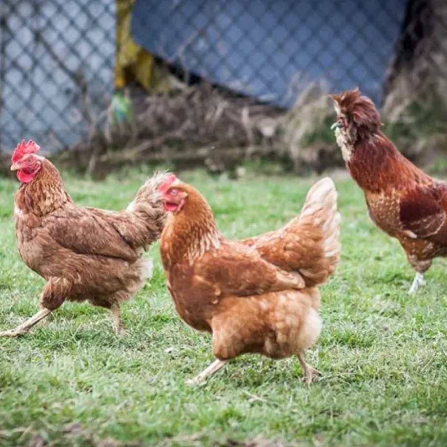 Pourquoi faire un poulailler dans son jardin ?