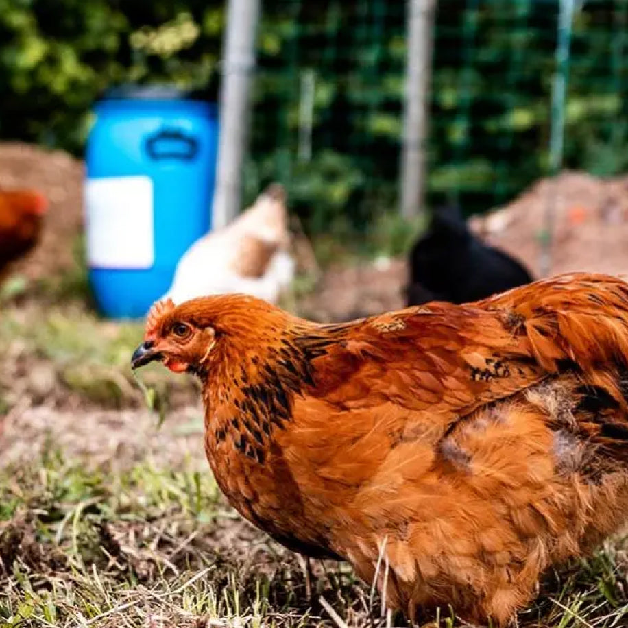 Comment éviter que les poules s’envolent ?