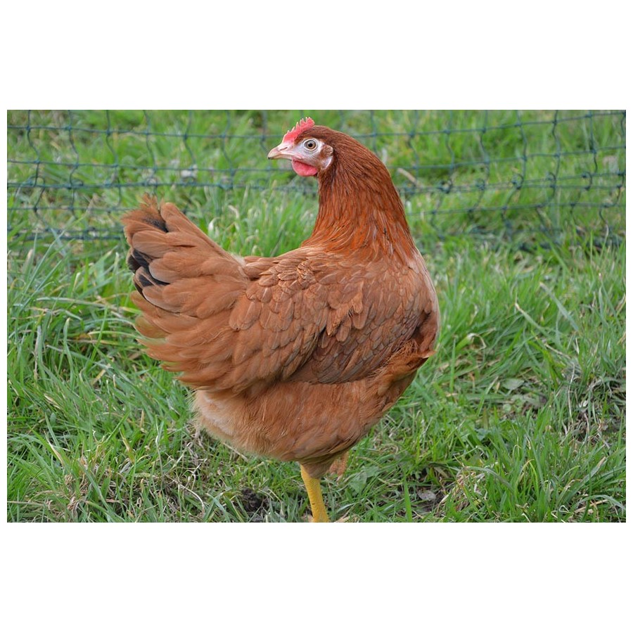 filet pour poules et poulailler