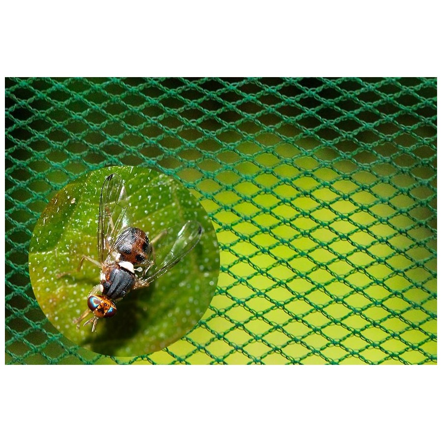 Filet anti-mouche de l’olive