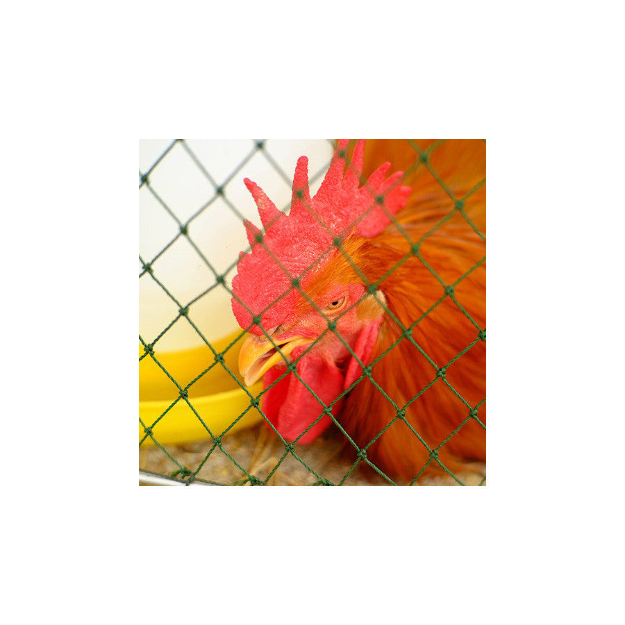 filet pour poules et basse-cour