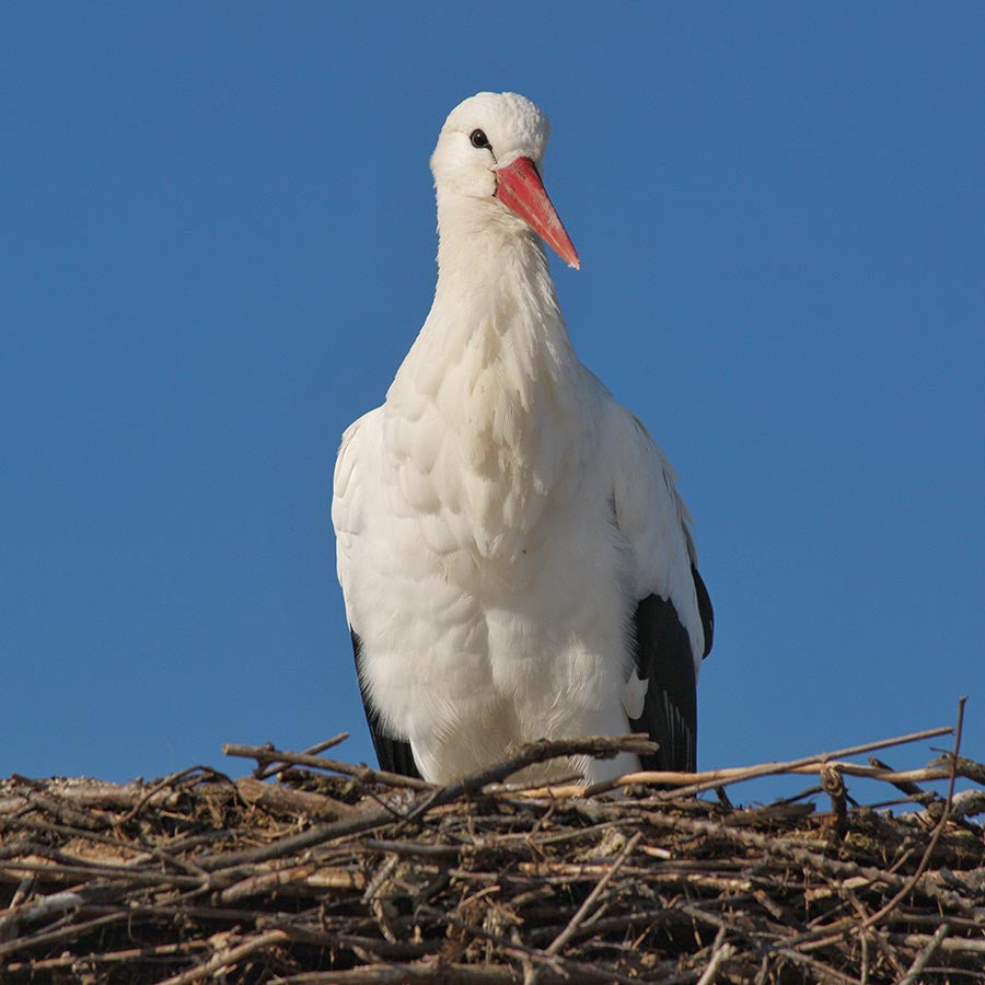 cigogne blanche