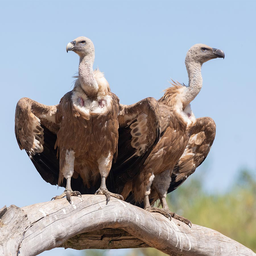 vautours parc animalier