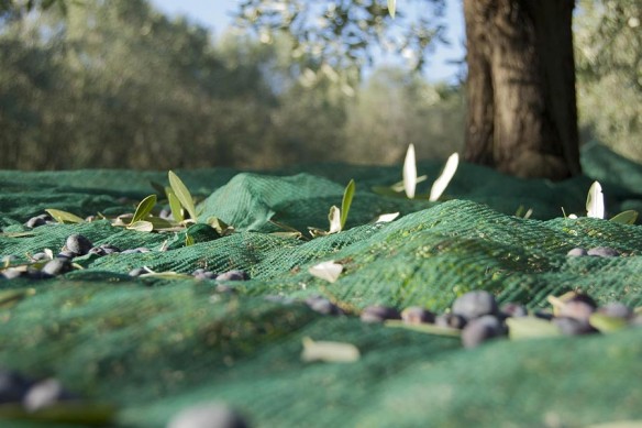 filet de récolte à olives résistant 100 grammes