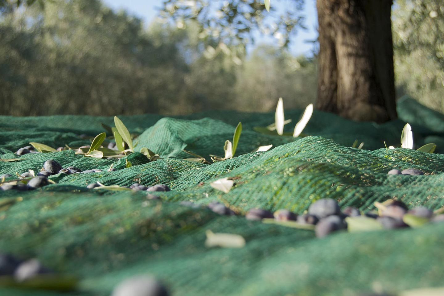 Filet de récolte pour olives, châtaignes et autres fruits