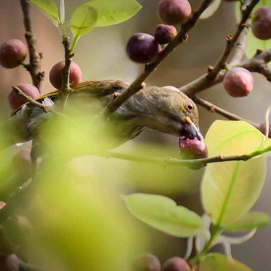 Quelle maille choisir pour un filet anti-oiseaux ou de volière ?