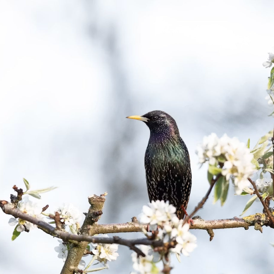 protection arbres fruitiers oiseaux