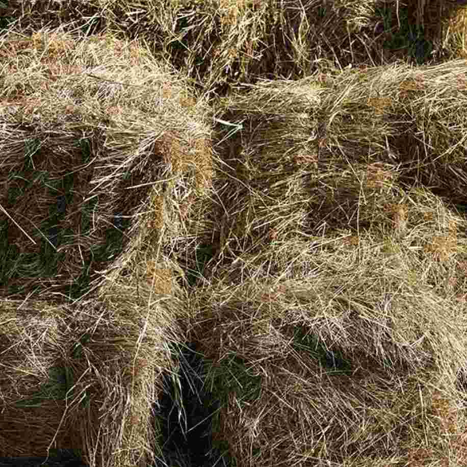 vieux foin chevaux