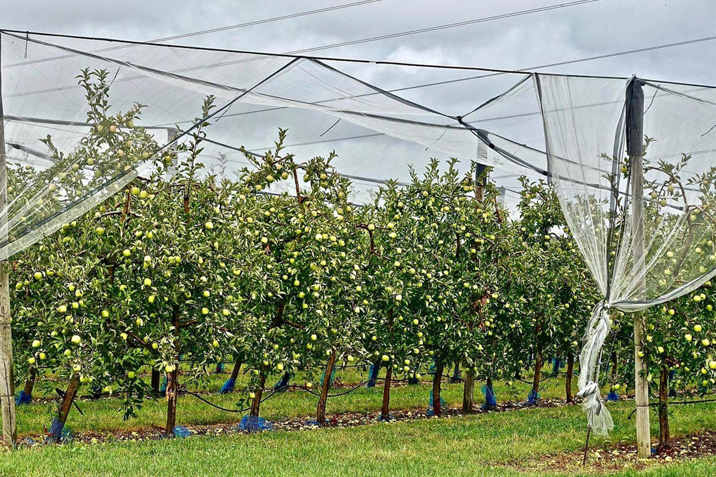 Filet protection arbre fruitier