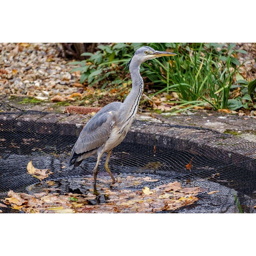 Filet de protection pour bassin et étang