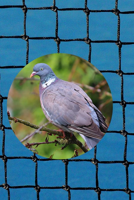 filet anti oiseaux pigeon et palombes