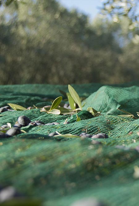 filet de récolte pour olives