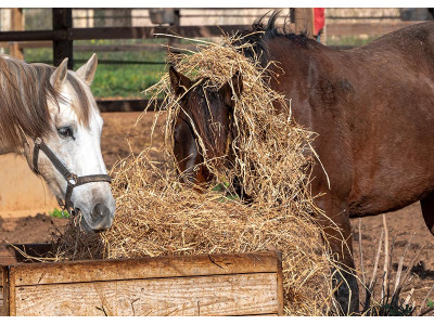 Comment éviter le gaspillage du foin pour les chevaux ?